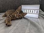 Horchata, Domestic Shorthair For Adoption In Toronto, Ontario