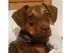 Farrah#1m (kipper), American Staffordshire Terrier For Adoption In Orlando