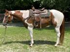Paint Qh g very sweet good on trails showb