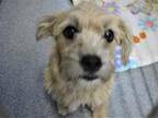 Adopt PAYTON a Cairn Terrier