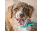 Adopt MILEY a Terrier, Standard Poodle