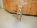 Adopt A1264637 a Pit Bull Terrier