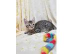 Adopt T.T. a Tabby