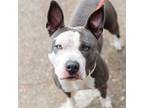 Adopt Kiwi (ID# 64080) a Pit Bull Terrier