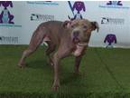 Adopt LUCKA a Pit Bull Terrier