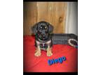Adopt Diego a Labrador Retriever, German Shepherd Dog