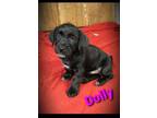 Adopt Dolly a Labrador Retriever, German Shepherd Dog