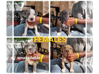 American Pit Bull Terrier PUPPY FOR SALE ADN-442264 - PitbullBoerboel Pups