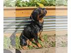 Rottweiler PUPPY FOR SALE ADN-442186 - AKC Trained Female Rottweiler