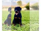 Rottweiler PUPPY FOR SALE ADN-442299 - Female Rottweiler Puppy