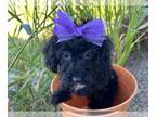 Poodle (Miniature) PUPPY FOR SALE ADN-441866 - Beth Miniature Poodle