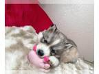 Siberian Husky PUPPY FOR SALE ADN-441361 - Fluffy Mia