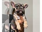 French Bulldog PUPPY FOR SALE ADN-441855 - Frenchie