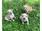Chihuahua PUPPY FOR SALE ADN-441859 - Female Chihuahua puppies