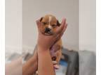 Boxer PUPPY FOR SALE ADN-441888 - Boxer puppy