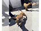 Malinois DOG FOR ADOPTION ADN-442178 - 3 Puppies