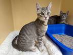Adopt Coconut and Rum (bonded pair) a Domestic Short Hair