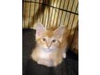 Adopt AUGUSTUS - Outgoing boy, Loves to be pet a Domestic Medium Hair