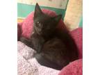 Adopt Huckleberry-kitten a Domestic Short Hair