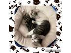 Adopt Brother and sister pair a Domestic Short Hair