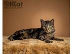 Adopt Cosmo a Tabby