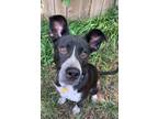 Adopt OZZIE 388868 a Cattle Dog, Mixed Breed