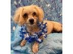 Adopt Percy a Poodle