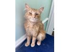 Adopt Sir Whiskers a Domestic Long Hair