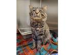 Adopt Pickles a Maine Coon