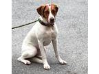 Adopt Biscuit a English Pointer