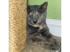 Adopt Snotty a Domestic Short Hair