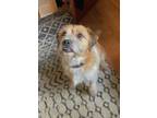 Adopt Sy a Jack Russell Terrier