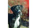 Adopt The Diner Crew: Waffles a Great Dane, Boxer