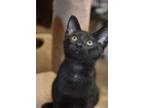 Adopt Tango (BSM-Fostered in TN) a Domestic Short Hair