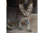 Adopt Lance (BSM-Fostered in TN) a Domestic Short Hair, Tabby