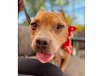 Adopt Mighty Max a American Staffordshire Terrier