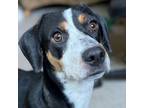 Adopt Banjo is in Washington! a Dachshund, Beagle