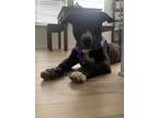 Adopt James a Labrador Retriever, American Staffordshire Terrier