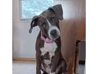 Adopt Lacie Brynn a Pit Bull Terrier