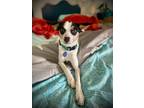 Adopt Aspen a Jack Russell Terrier, Greyhound