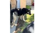 Adopt Feather a German Shepherd Dog, Mixed Breed