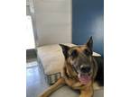 Adopt Maple Syrup a German Shepherd Dog, Mixed Breed