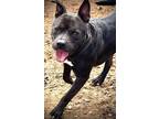 Adopt William a American Staffordshire Terrier
