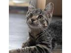 Adopt Paige 5745 a Tabby, Domestic Short Hair