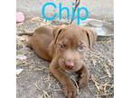 Adopt Chip a Labrador Retriever, Australian Cattle Dog / Blue Heeler