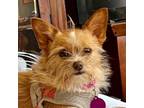 Adopt Tinker a Yorkshire Terrier