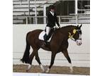 Low level Eq Dressage Horse for Lease