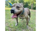Adopt Neo a Staffordshire Bull Terrier