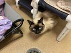 Adopt Mocha a Siamese / Mixed cat in Lincoln, NE (35556688)