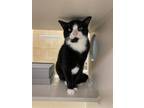 Adopt Hawkeye a Domestic Shorthair / Mixed cat in Lincoln, NE (35556684)